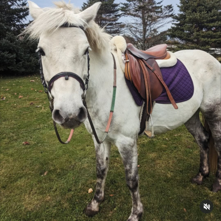 HorseID: 2298558 Big Bears Hosanna - PhotoID: 1079385