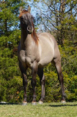 HorseID: 2298572 Cerulean Little Joe - PhotoID: 1079425