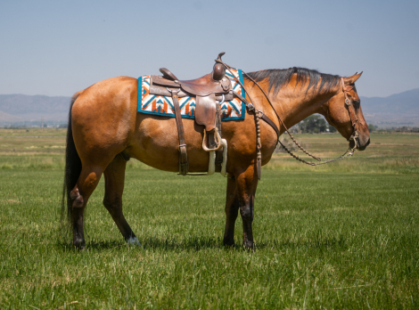 HorseID: 2298594 MAB Breezy Hancock - PhotoID: 1079442