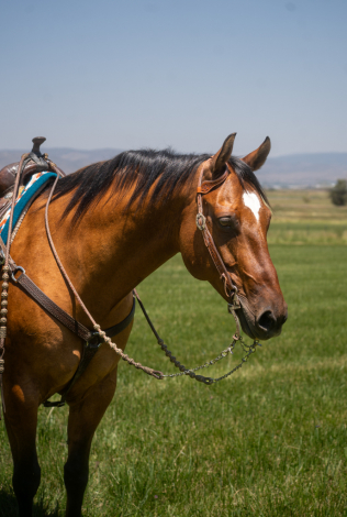 HorseID: 2298594 MAB Breezy Hancock - PhotoID: 1079443