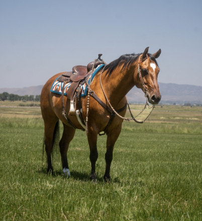 HorseID: 2298594 MAB Breezy Hancock - PhotoID: 1079444