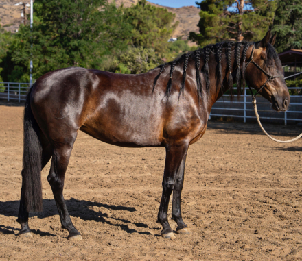 HorseID: 2298597 La Maga Herrera II - PhotoID: 1079447