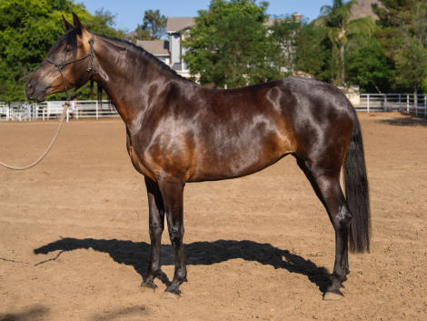 HorseID: 2298597 La Maga Herrera II - PhotoID: 1079448