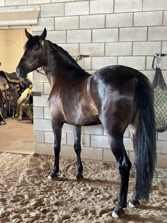 HorseID: 2298597 La Maga Herrera II - PhotoID: 1079449