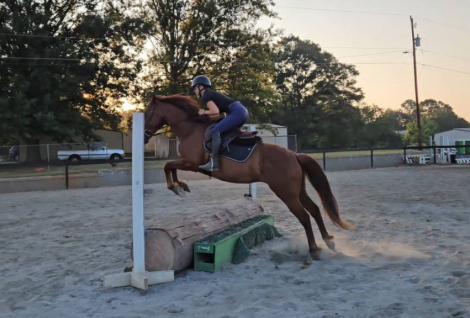 HorseID: 2298667 Fox Hunted.Jumps.  Obstacles. Vetted - PhotoID: 1079515