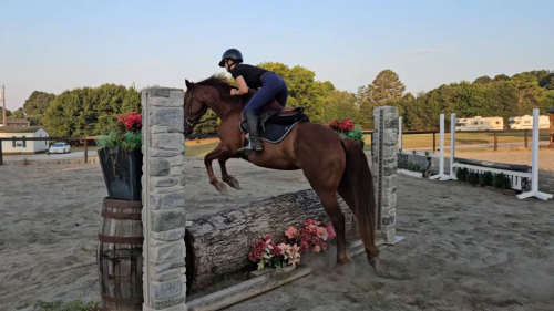 HorseID: 2298667 Fox Hunted.Jumps.  Obstacles. Vetted - PhotoID: 1079517