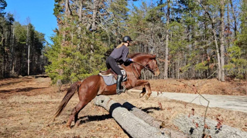 HorseID: 2298667 Fox Hunted.Jumps.  Obstacles. Vetted - PhotoID: 1079518