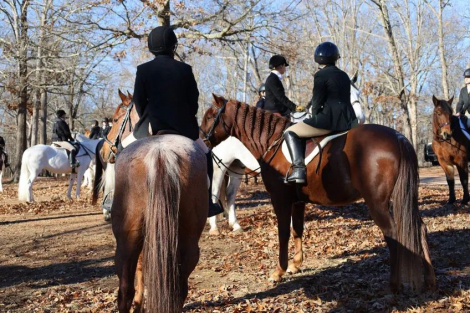 HorseID: 2298667 Fox Hunted.Jumps.  Obstacles. Vetted - PhotoID: 1079519