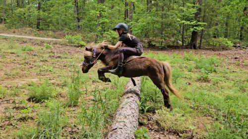 HorseID: 2298673 Buttons The Perfect first pony for your baby - PhotoID: 1079525