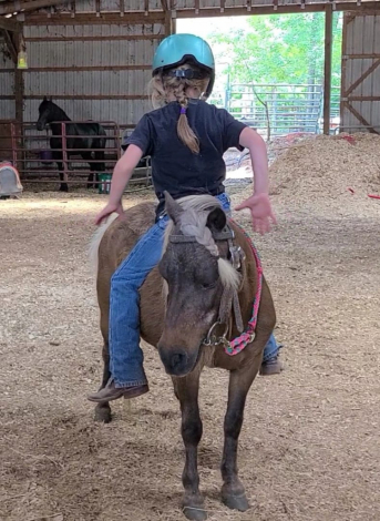 HorseID: 2298673 Buttons The Perfect first pony for your baby - PhotoID: 1079526