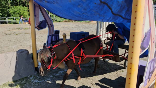 HorseID: 2298673 Buttons The Perfect first pony for your baby - PhotoID: 1079527