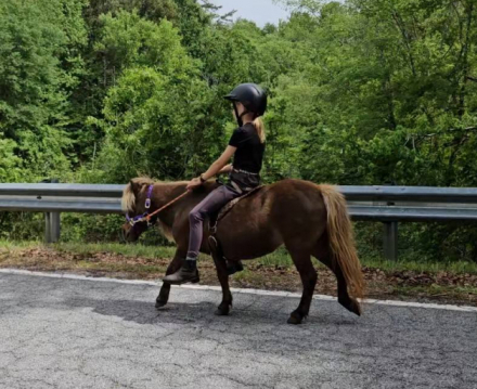 HorseID: 2298673 Buttons The Perfect first pony for your baby - PhotoID: 1079528