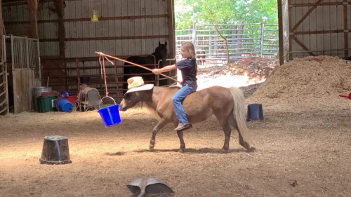 HorseID: 2298673 Buttons The Perfect first pony for your baby - PhotoID: 1079529