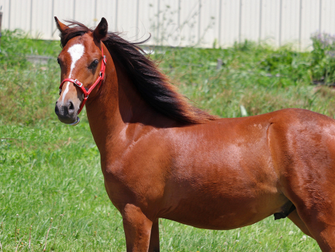 HorseID: 2298685 OYY Chocolate Master - PhotoID: 1103026