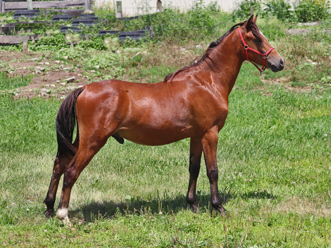 HorseID: 2298685 OYY Chocolate Master - PhotoID: 1103027