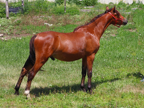 HorseID: 2298685 OYY Chocolate Master - PhotoID: 1103028