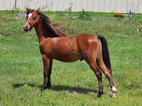 HorseID: 2298685 OYY Chocolate Master - PhotoID: 1103029