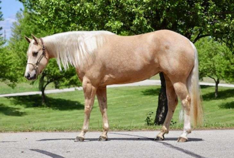 HorseID: 2298696 HQH TIFFIES BAR - PhotoID: 1079561