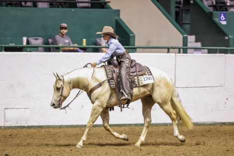 HorseID: 2298696 HQH TIFFIES BAR - PhotoID: 1079562