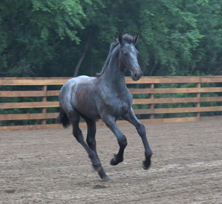 HorseID: 2298697 BK Dagger Vartan - PhotoID: 1079565