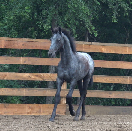 HorseID: 2298697 BK Dagger Vartan - PhotoID: 1079566