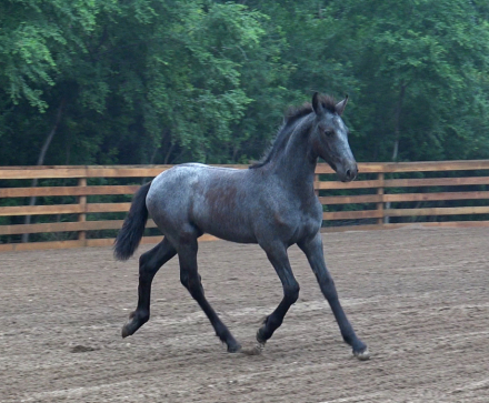 HorseID: 2298697 BK Dagger Vartan - PhotoID: 1079567