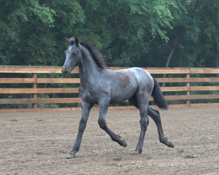 HorseID: 2298697 BK Dagger Vartan - PhotoID: 1079568