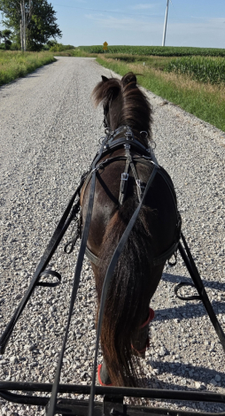 HorseID: 2298713 PERFECT Step Up Pony - PhotoID: 1079575