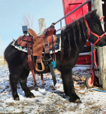 HorseID: 2298713 PERFECT Step Up Pony - PhotoID: 1079576