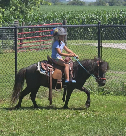 HorseID: 2298713 PERFECT Step Up Pony - PhotoID: 1079577