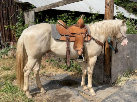 HorseID: 2298736 KJ DOCS WHITE GOLD - PhotoID: 1079602