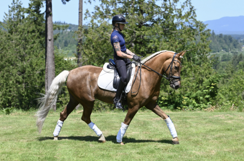 HorseID: 2298757 Wee Baby Seamus - PhotoID: 1079619