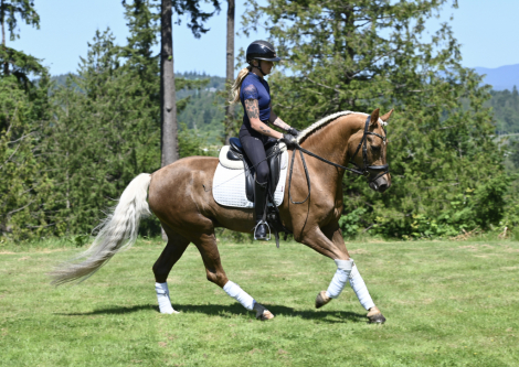 HorseID: 2298757 Wee Baby Seamus - PhotoID: 1079620