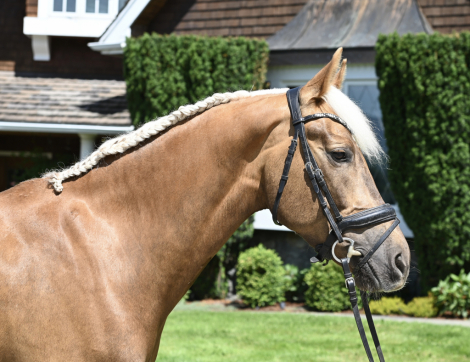 HorseID: 2298757 Wee Baby Seamus - PhotoID: 1079621