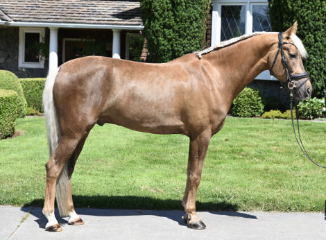 HorseID: 2298757 Wee Baby Seamus - PhotoID: 1079622