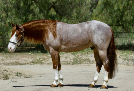 HorseID: 2298761 🚗 Mini Coop 🚗 - PhotoID: 1079625