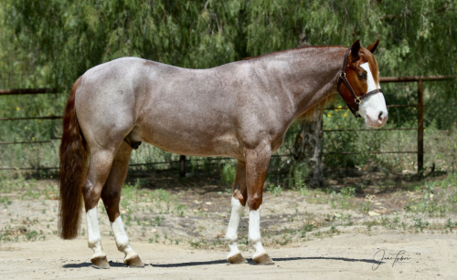 HorseID: 2298761 🚗 Mini Coop 🚗 - PhotoID: 1079626