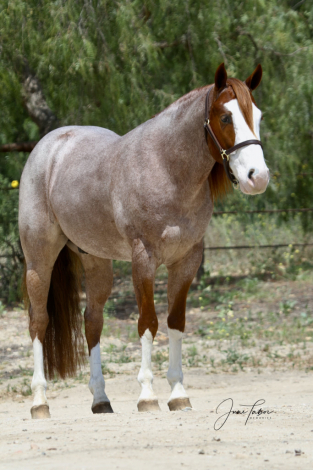 HorseID: 2298761 🚗 Mini Coop 🚗 - PhotoID: 1079627