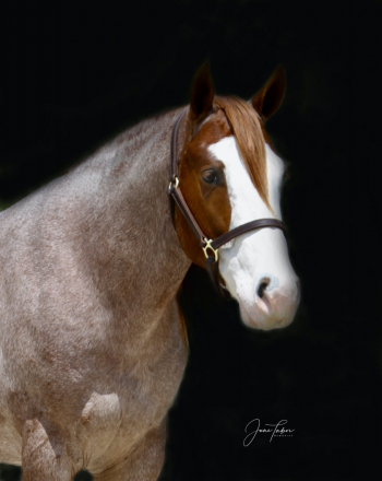 HorseID: 2298761 🚗 Mini Coop 🚗 - PhotoID: 1079628