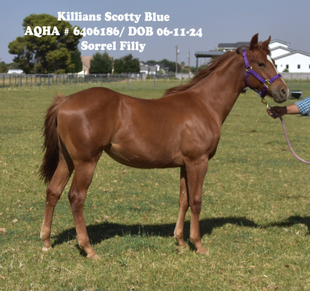 HorseID: 2298791 Killian's Scotty Blue - PhotoID: 1079667