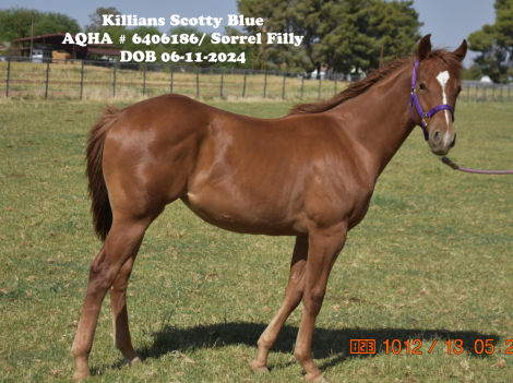 HorseID: 2298791 Killian's Scotty Blue - PhotoID: 1079668
