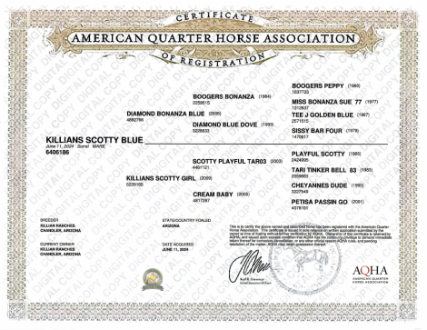 HorseID: 2298791 Killian's Scotty Blue - PhotoID: 1079669