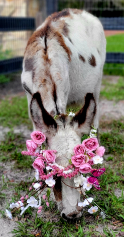 HorseID: 2298798 Mini Donkey Jenny♡Jack Family Friendly Pets Pets - PhotoID: 1079676