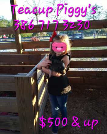 HorseID: 2298798 Mini Donkey Jenny♡Jack Family Friendly Pets Pets - PhotoID: 1079677