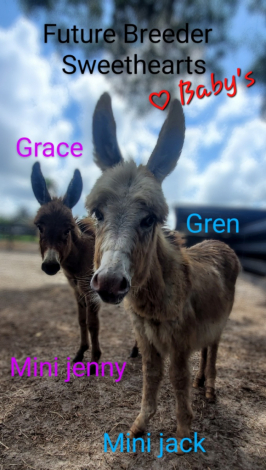 HorseID: 2298798 Mini Donkey Jenny♡Jack Family Friendly Pets Pets - PhotoID: 1079678