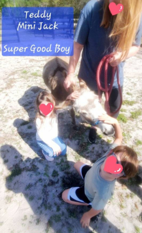 HorseID: 2298798 Mini Donkey Jenny♡Jack Family Friendly Pets Pets - PhotoID: 1079680