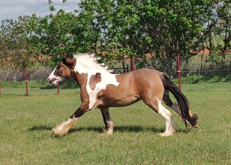 HorseID: 2298803 Clarion Call Where Cowboys are King - PhotoID: 1079683