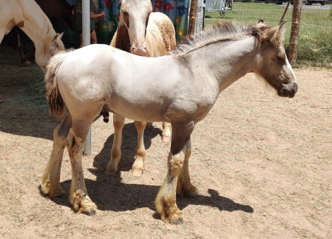 HorseID: 2298804 BrightHaven Where The Wild Things Are - PhotoID: 1079684