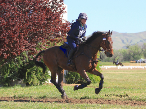 HorseID: 2298811 Iluminare - PhotoID: 1079696