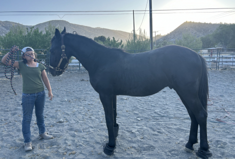 HorseID: 2298821 Amigo - PhotoID: 1079726